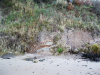 Wrabness Cliff fault with ash bands photograph 