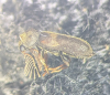 Ptilinus pectinicornis 2