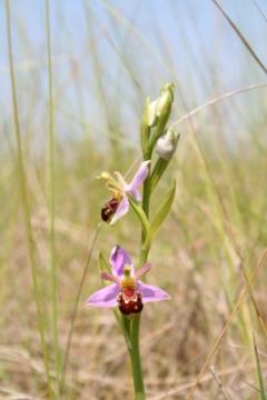 Ophrys apifera Copyright: Peter Harvey