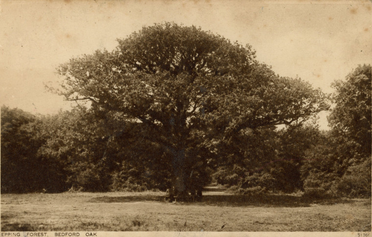 Epping Forest Bedford Oak Copyright: William George