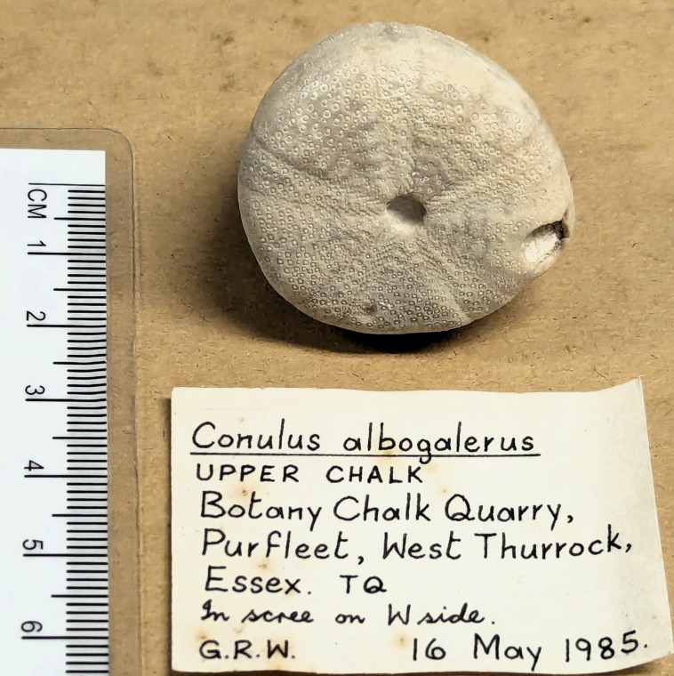 Conulus albogalerus fossil sea urchin base Copyright: William George