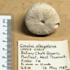 Conulus albogalerus fossil sea urchin base 