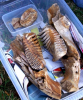 Pleistocene Elephant and Mammoth teeth from Wrabness 