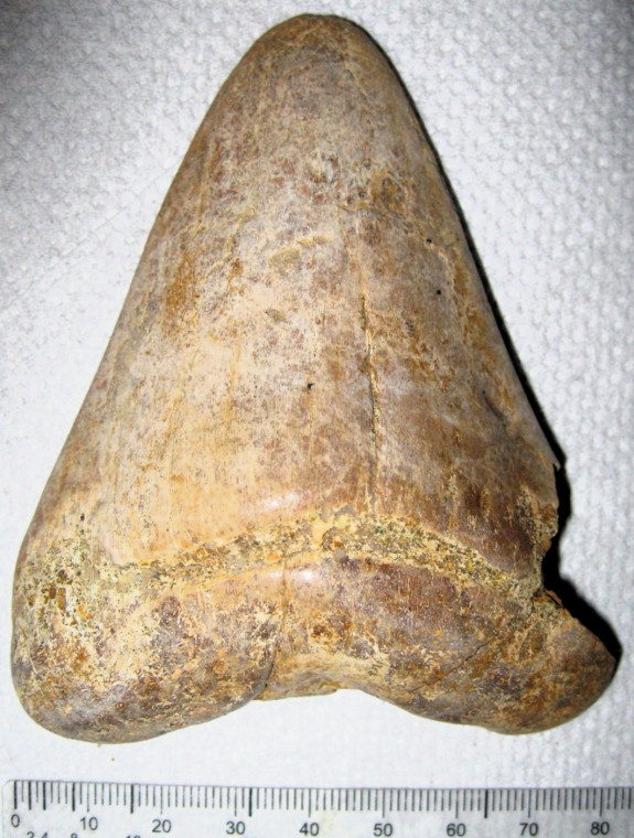 Otodus megalodon shark tooth Pliocene Copyright: William George