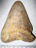 Otodus megalodon shark tooth Pliocene