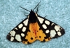 Cream-spot Tiger Moth Copyright: Ben Sale