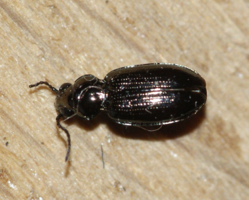 Bembidion properans Copyright: Robert Smith