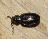 Bembidion properans 