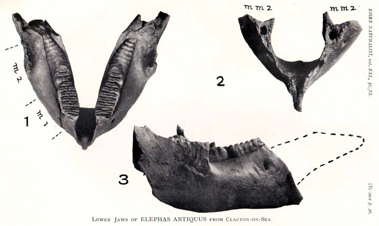 Fossil Elephant Mandibles from Clacton Beach Copyright: William George