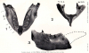 Fossil Elephant Mandibles from Clacton Beach 