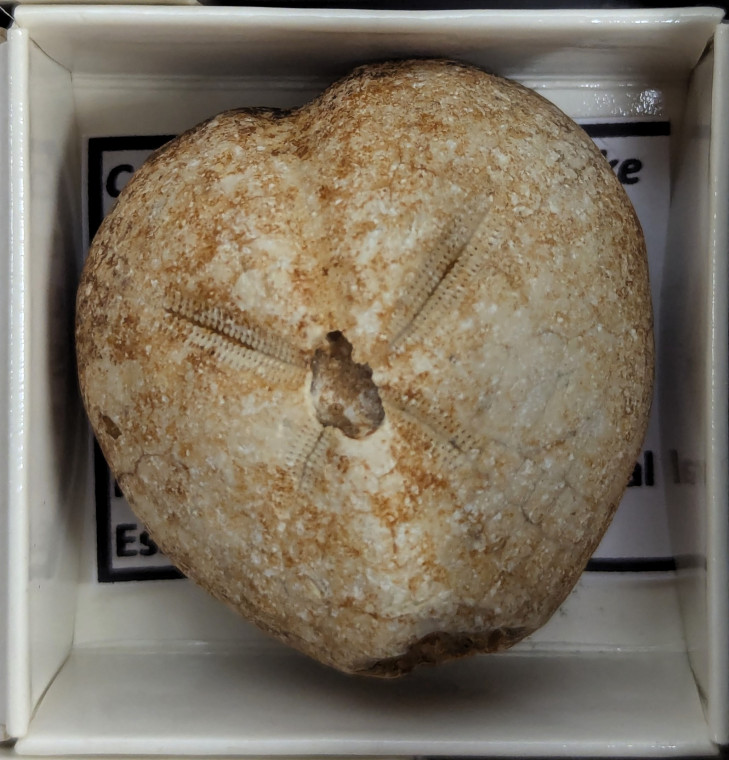 Micraster fossil sea urchin cast Copyright: William George