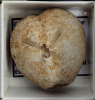 Micraster fossil sea urchin cast 