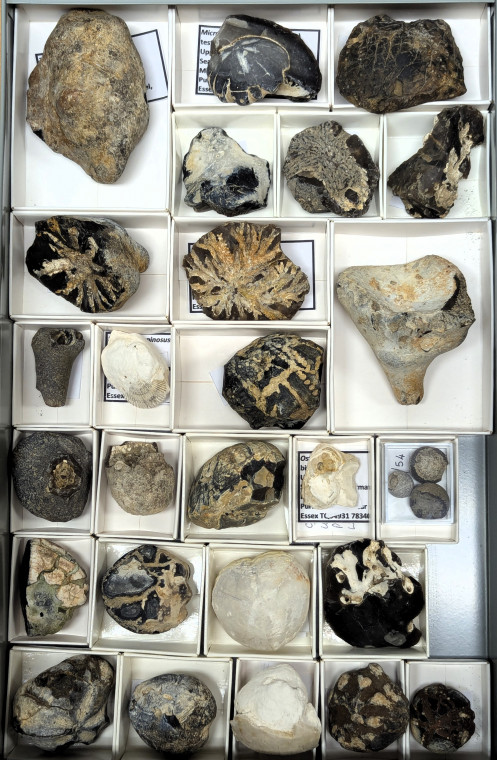 Drawer of fossil echinoids and sponges Copyright: William George