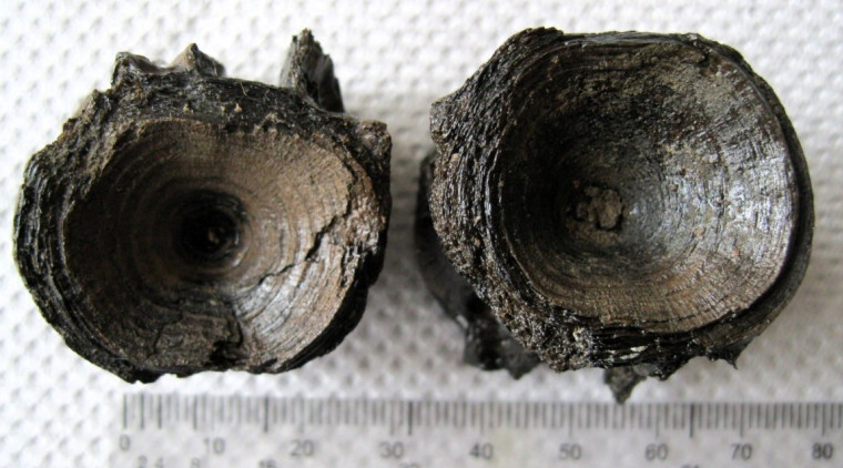 Teleost fish vertebrae from Eocene of Walton on the Naze Copyright: William George