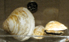 Corbicula fluminalis fossil bivalve Wrabness 