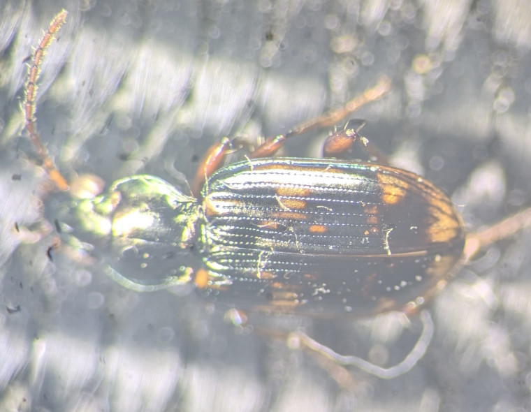 Bembidion varium Copyright: Robert Smith