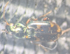 Bembidion varium 