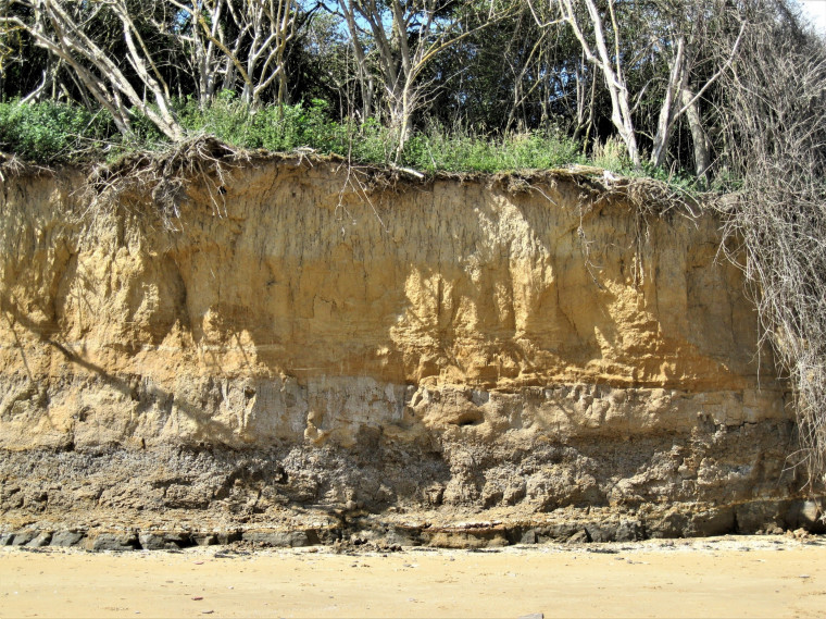 Walton on the Naze Loess Deposit resting on Harwich Formation Copyright: William George