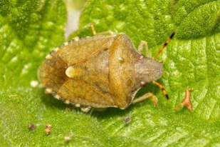 Peribalus strictus Vernal Shieldbug Copyright: Andy Reid