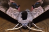 Eyed Hawk-moth 3 Copyright: Ben Sale