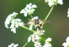 Wayward sawfly Terling 