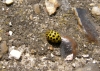 22 spot ladybird Copyright: Sue Grayston