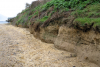 Pleistocene Brickearth Cliff Wrabness 210000 years old