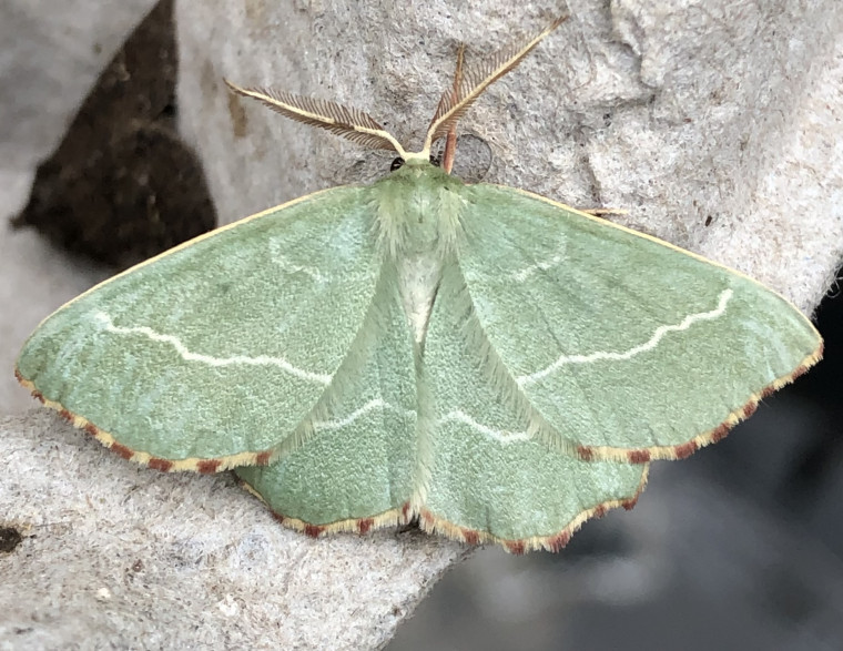 Sussex Emerald 1 Copyright: Clive Atkins