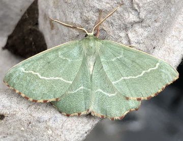 Sussex Emerald 1 Copyright: Clive Atkins