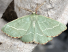 Sussex Emerald 1