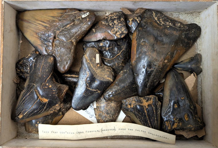 Otodus megalodon shark teeth Pliocene Dalton Collection Copyright: William George