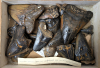 Otodus megalodon shark teeth Pliocene Dalton Collection 