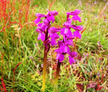 Green-winged Orchid 2 Copyright: Graham Smith