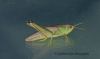 Chorthippus parallelus  (Meadow Grasshopper) Copyright: Graham Ekins