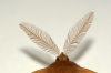 Feather Thorn antennae Copyright: Ben Sale