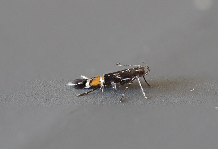 Cosmopterix pulchrimella Little Clacton garden Copyright: Gavin Price