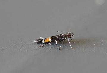 Cosmopterix pulchrimella Little Clacton garden Copyright: Gavin Price