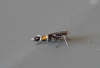 Cosmopterix pulchrimella Little Clacton garden