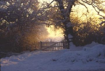 Snow scene Copyright: Peter Harvey