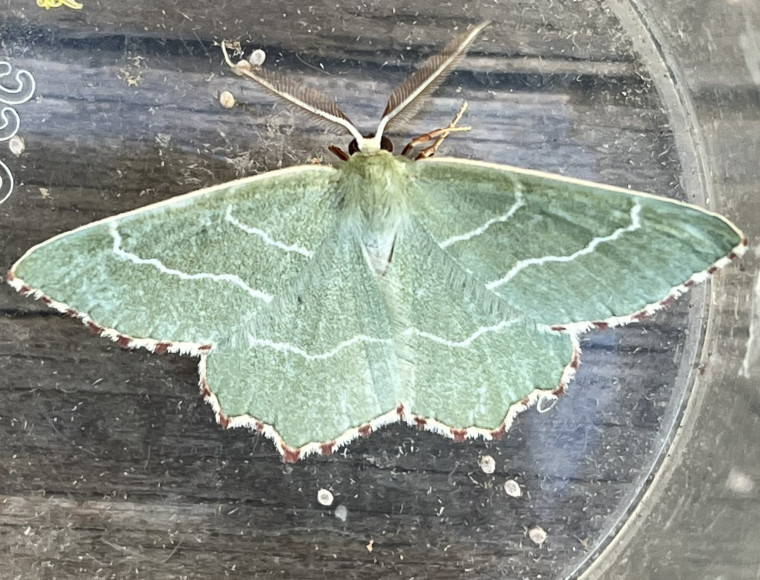 Sussex Emerald Copyright: Clive Atkins