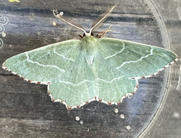 Sussex Emerald Copyright: Clive Atkins