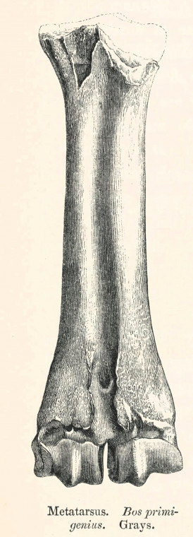 Bos primigenius Bojanus metatarsus Grays 1845 image Copyright: William George