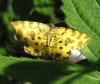 Speckled Yellow Copyright: Stephen Rolls