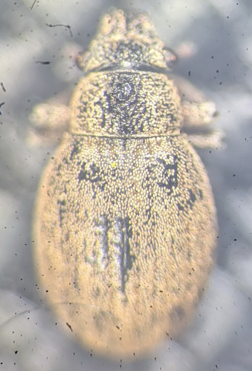 Strophosoma nebulosum Copyright: Robert Smith