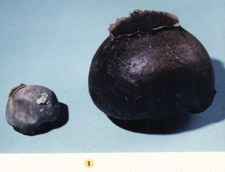 Gasteromycetes Left Bovista plumbea Right Bevista nigrescens Copyright: William George