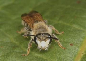 Andrena labialis Copyright: Peter Harvey