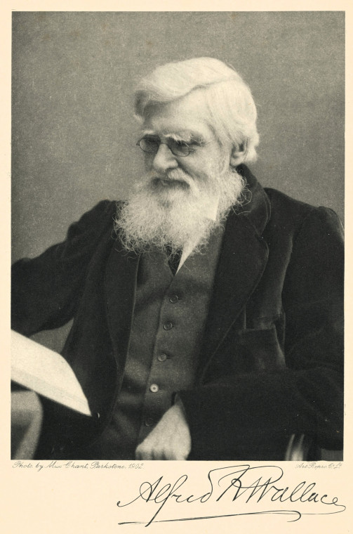 Alfred Russel Wallace 1823 to 1913 Naturalist 1903 Copyright: Photograph