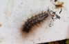 Euplagia quadripunctaria Larva 
