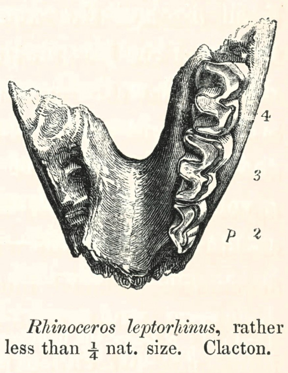 Rhinoceros leptorhinus  mandible Pleistocene Clacton 1845 image Copyright: William George