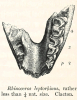 Rhinoceros leptorhinus  mandible Pleistocene Clacton 1845 image 